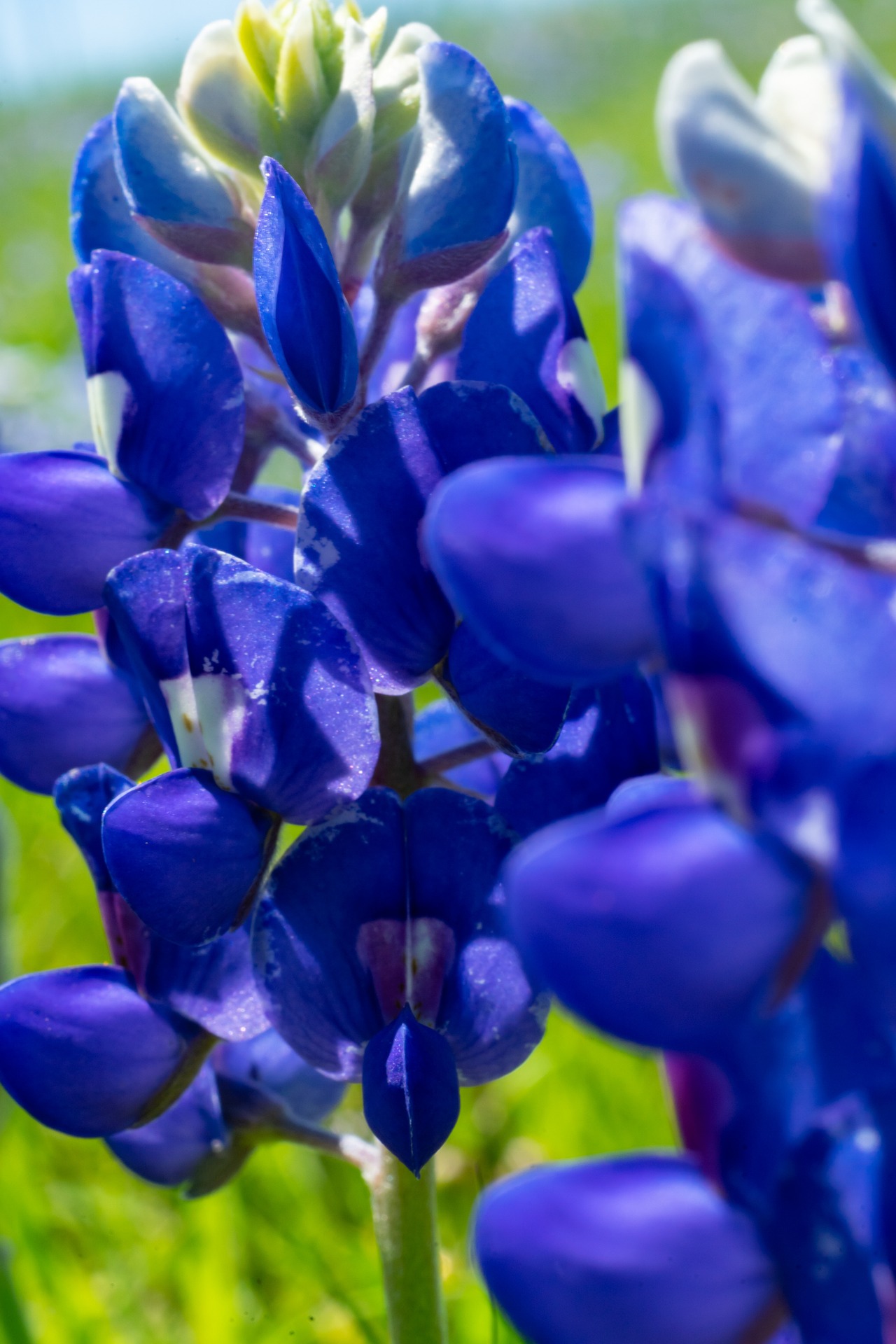 Texas Bluebonnet - Lupinus texensis. Thank you Ladybird.