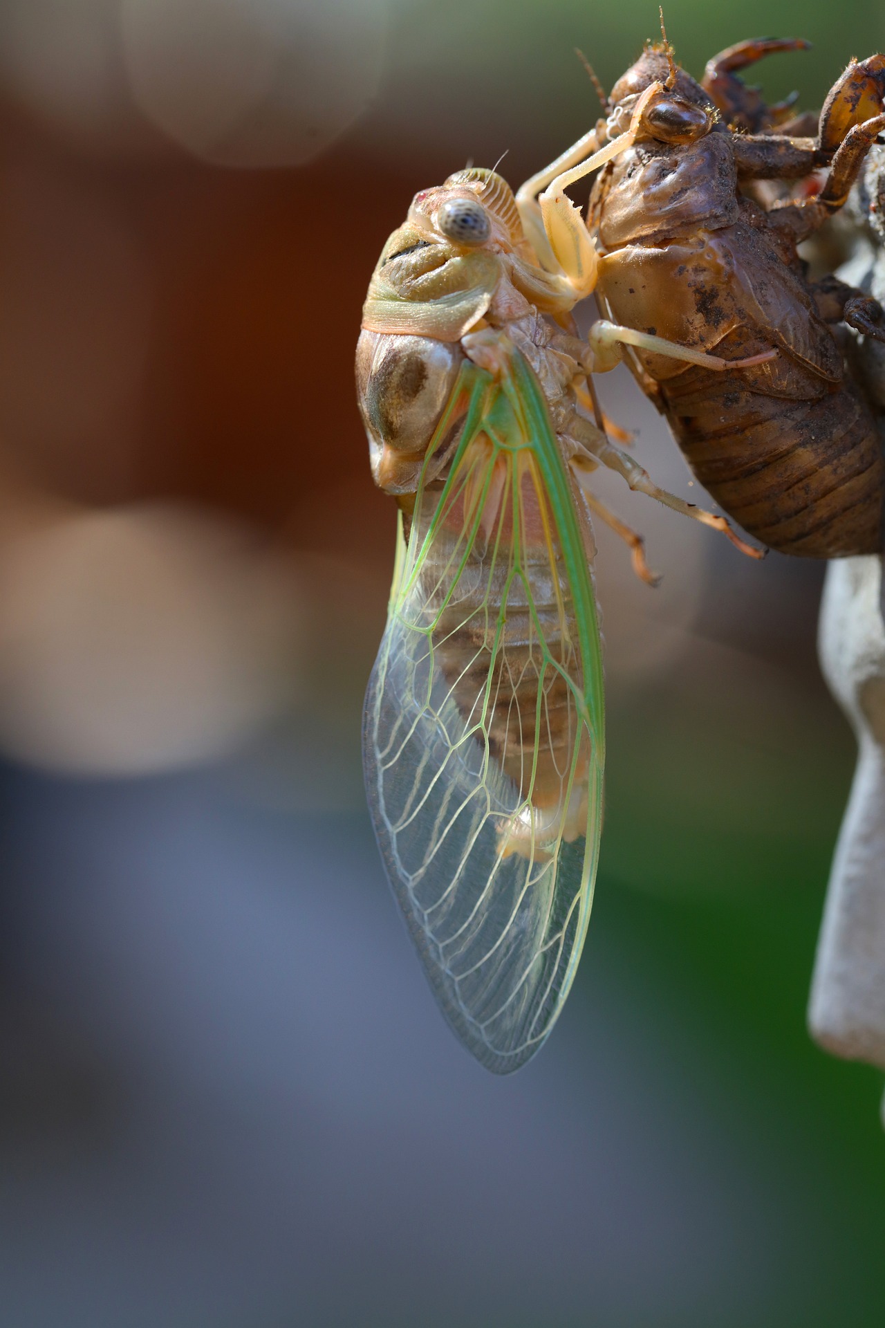 Cicada emerging from its exoskeleton