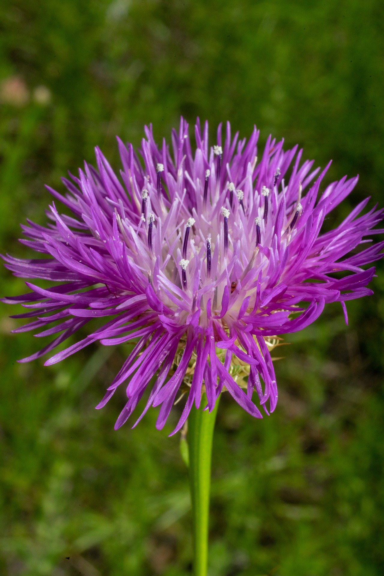 Vibrant Texas Thistle