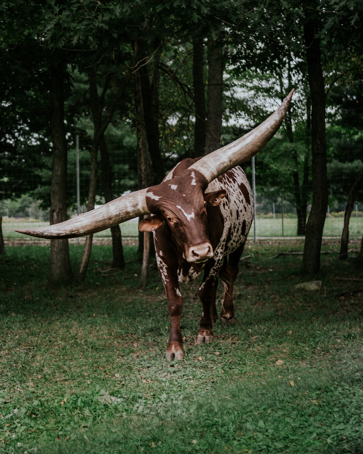 Long Longhorns